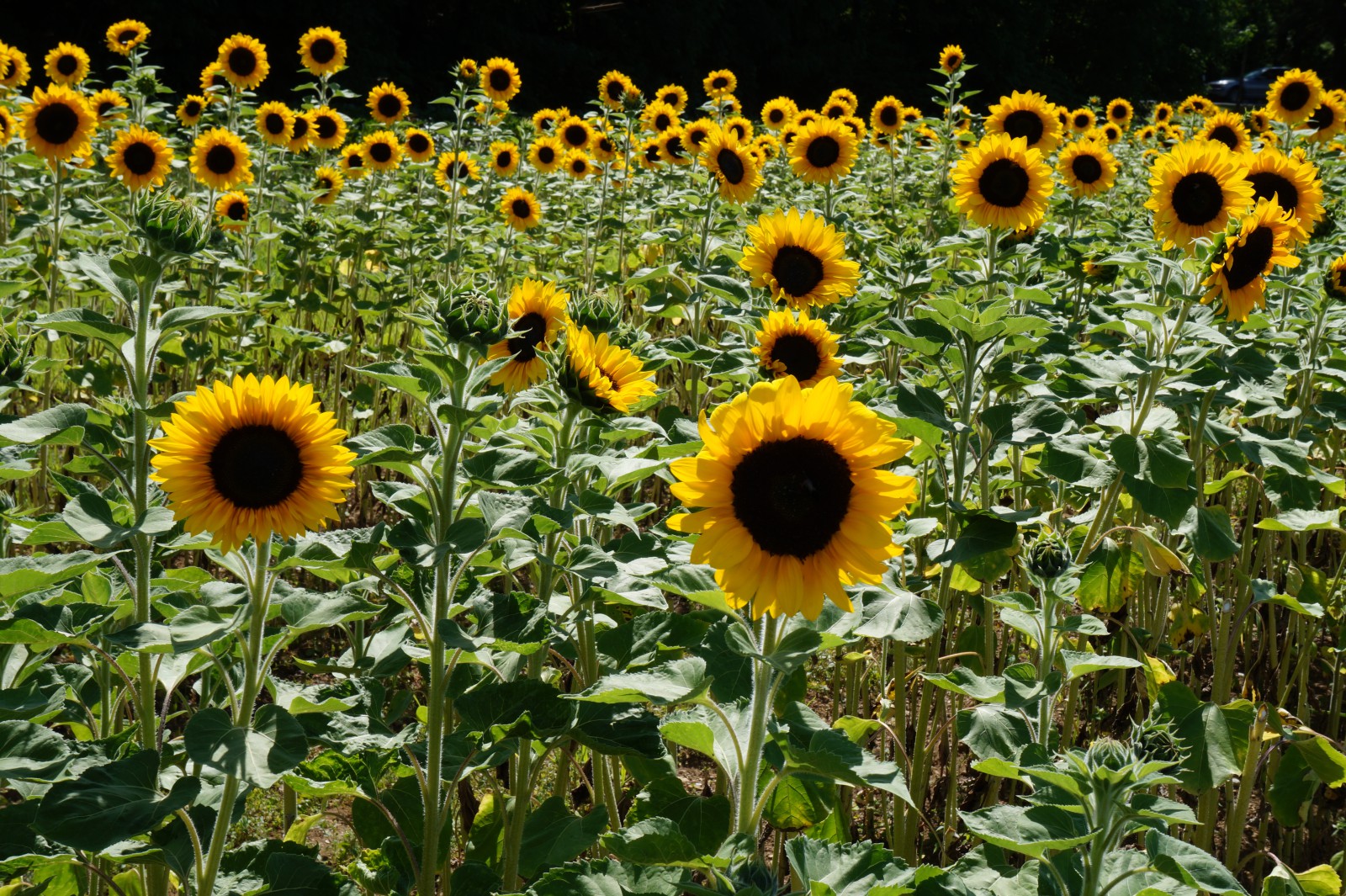 sonnenblumenfeld 1 20180718 sonnenblumenfeld 1 20180718
