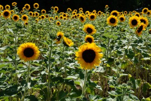 sonnenblumenfeld 1 20180718 sonnenblumenfeld 1 20180718