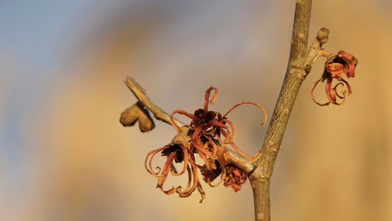  Blüten der Hamamelidaceae