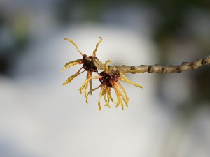 Blütenduo der Zaubernuss Blütenduo der Zaubernuss