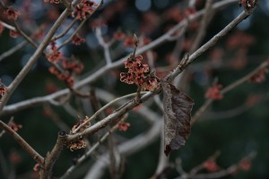 Erste Blüten der Zaubernuss Erste Blüten der Zaubernuss