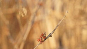 Erste Blüten der Zaubernuss Erste Blüten der Zaubernuss