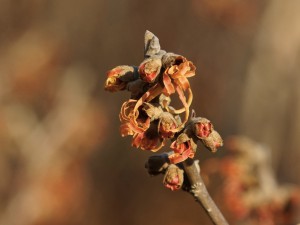 Erste orange Zaubernussblüten Erste orange Zaubernussblüten