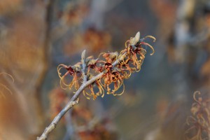 Erste Zaubernuss Blüte 2025 Erste Zaubernuss Blüte 2025