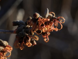 Erste Zaubernussblüten Erste Zaubernussblüten