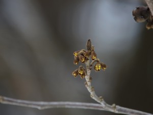 Erstes leuchten der gelben Zaubernuss Erstes leuchten der gelben Zaubernuss