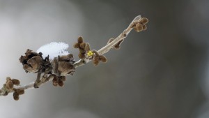 Erwachen der Zaubernuss Erwachen der Zaubernuss