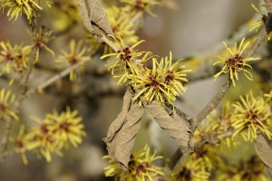 Frühling am Zaubernuss-Strauch Frühling am Zaubernuss-Strauch