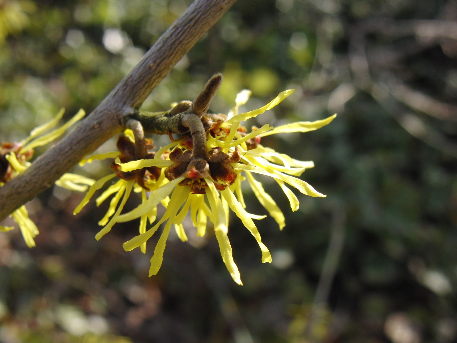 Gelbe Zaubernuss 1 Gelbe Zaubernuss 1