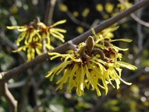 Gelbe Zaubernuss 2 Gelbe Zaubernuss 2
