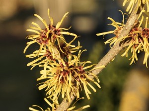 Gelbe Zaubernuss Blüten Gelbe Zaubernuss Blüten