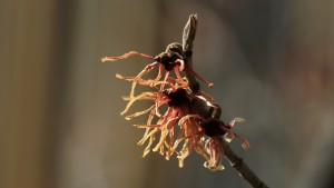 Gelbrote Zaubernuss Gelbrote Zaubernuss