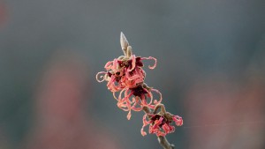 Hamamelisbl&uuml;te im Winter