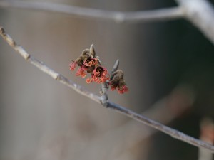 Kleine rote Zaubernussblüte Kleine rote Zaubernussblüte