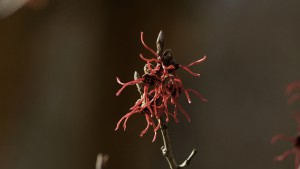 Rote Blütten der Zaubernuss Rote Blütten der Zaubernuss