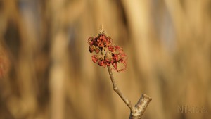 Rote Hamamelidaceae Blüten Rote Hamamelidaceae Blüten