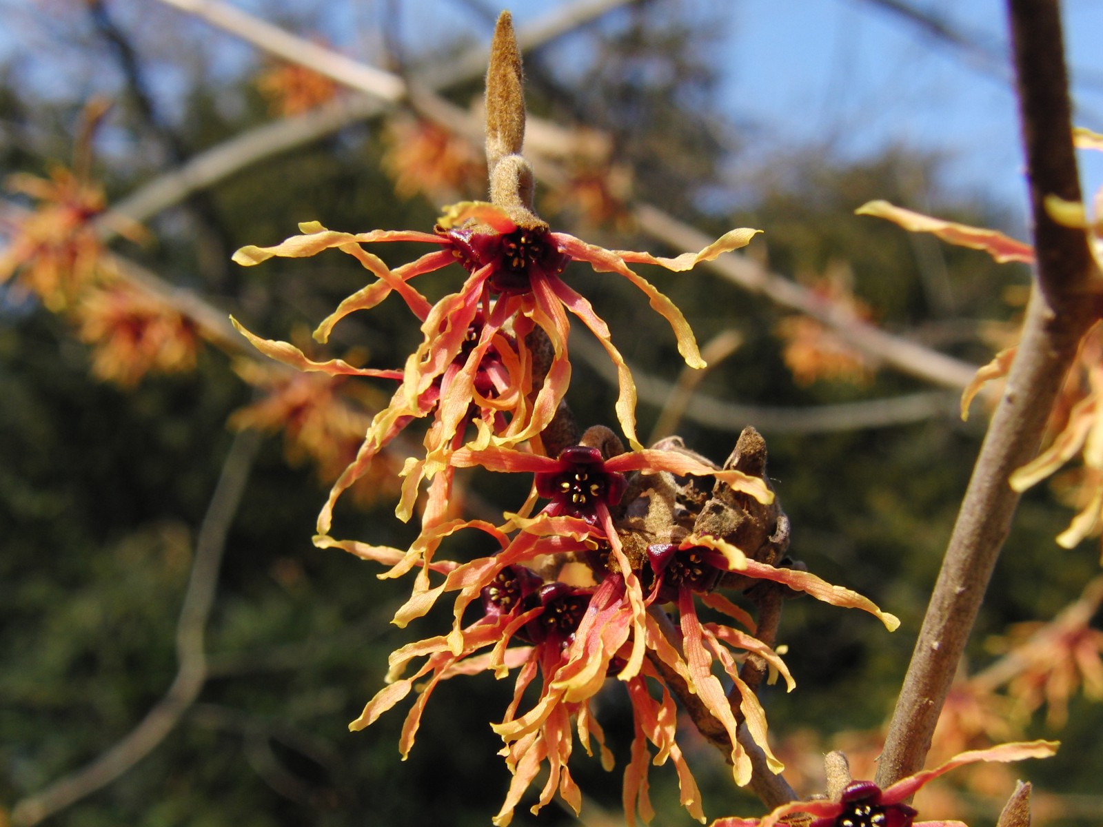 Rote Zaubernuss 1 Rote Zaubernuss 1