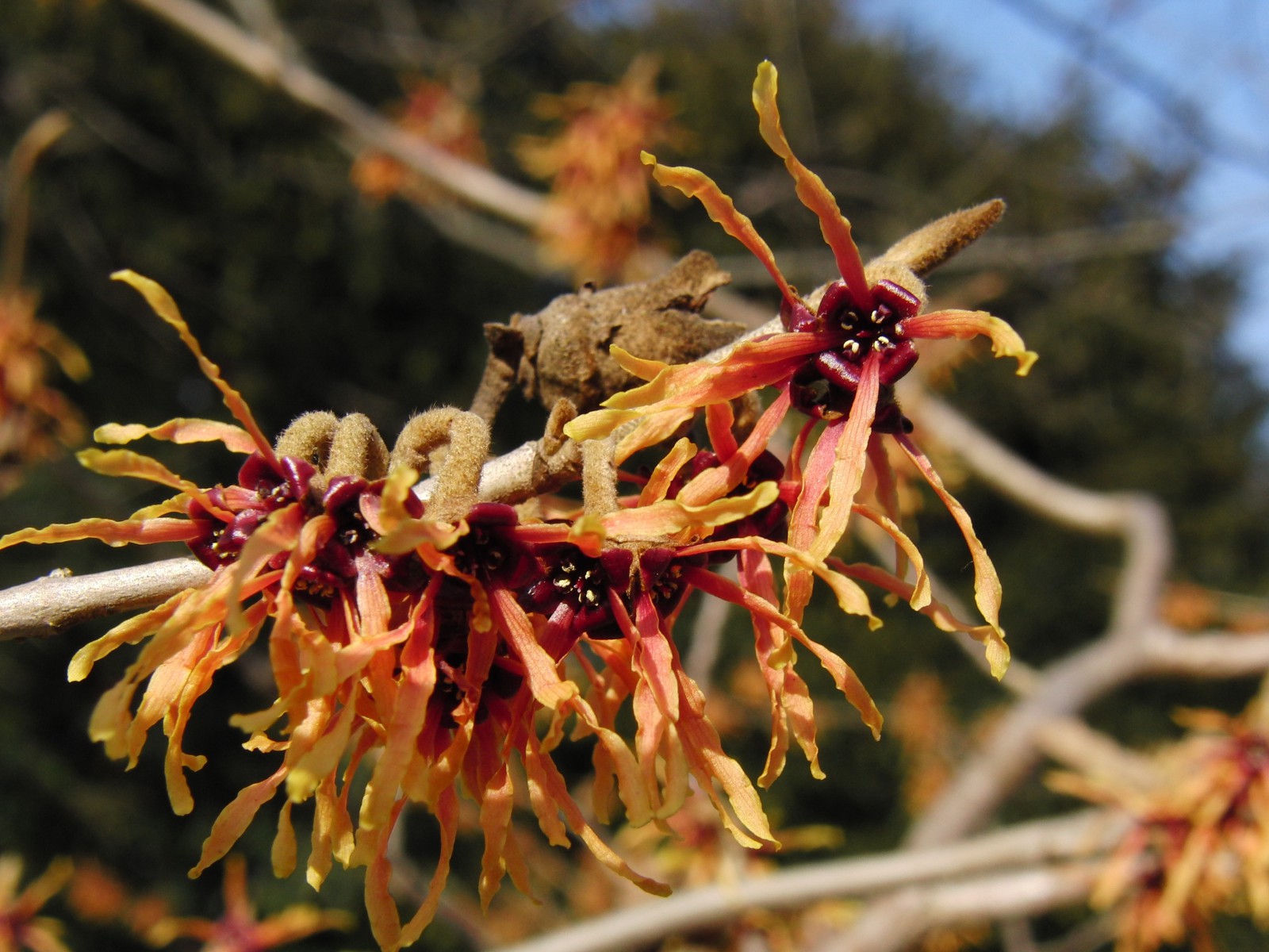 Rote Zaubernuss 2 Rote Zaubernuss 2