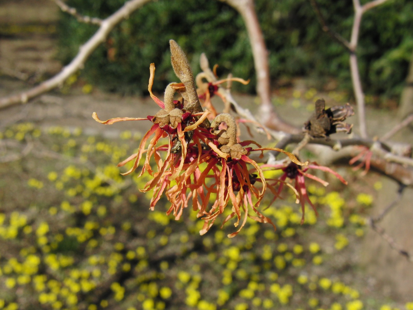 Rote Zaubernuss 4 Rote Zaubernuss 4