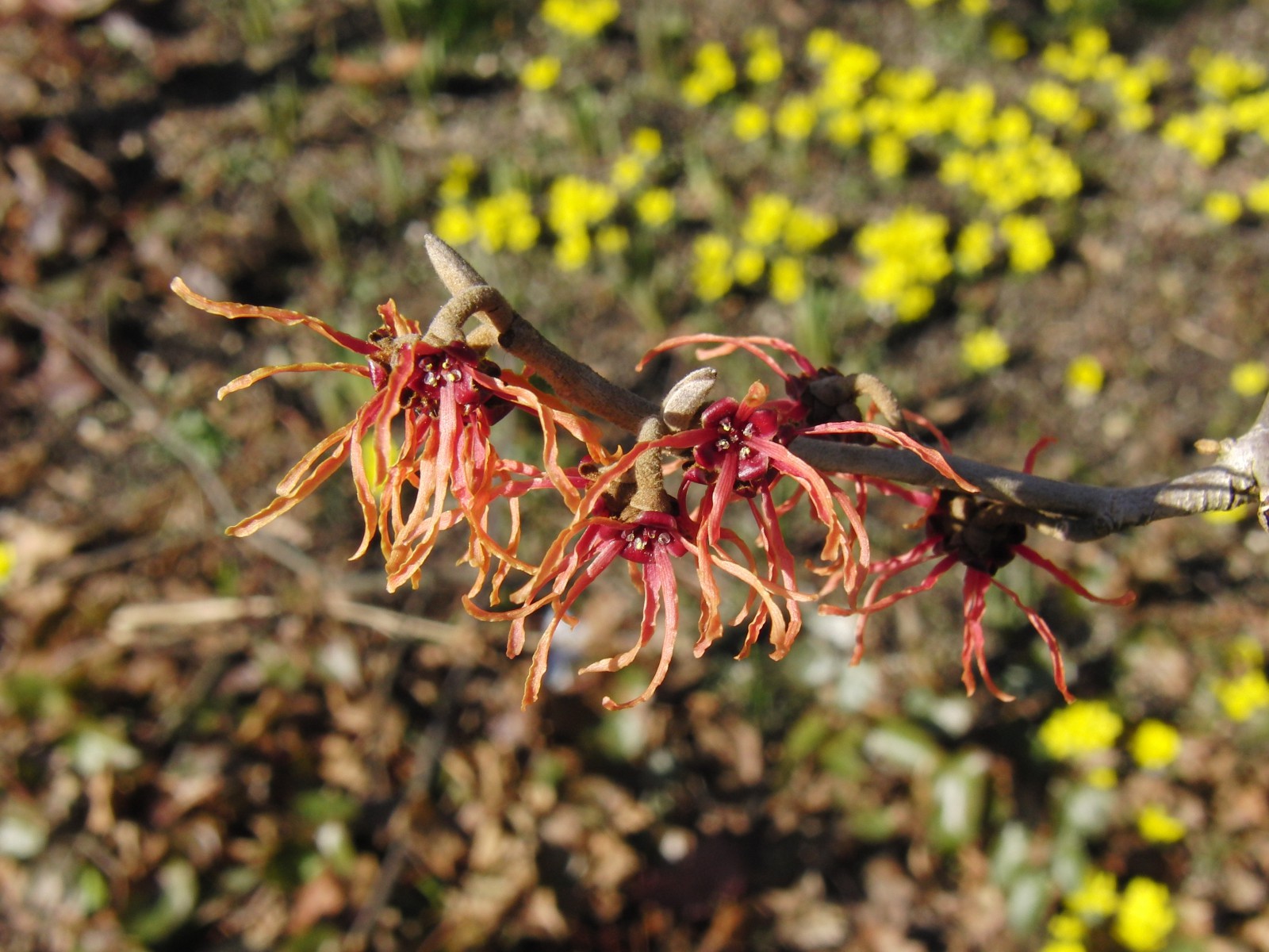 Rote Zaubernuss 4 Rote Zaubernuss 4