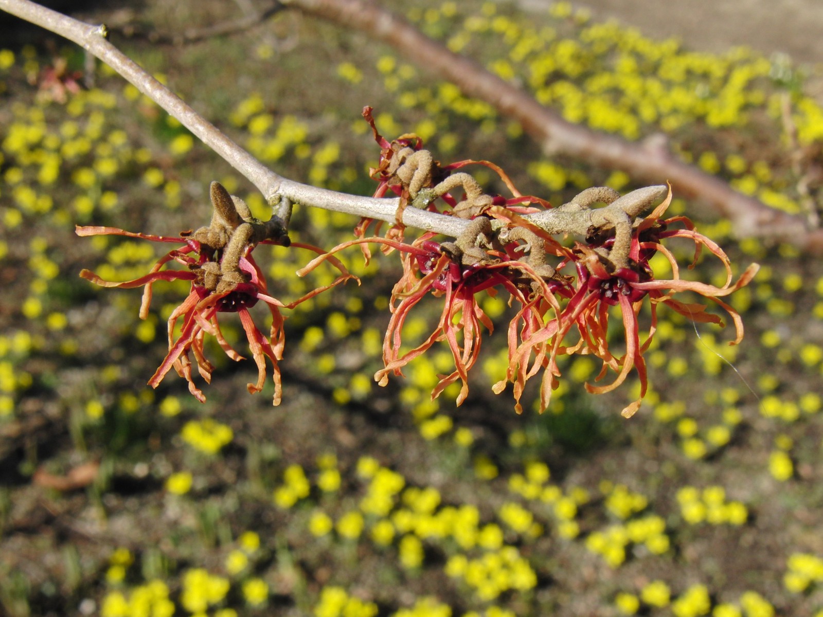 Rote Zaubernuss 5 Rote Zaubernuss 5