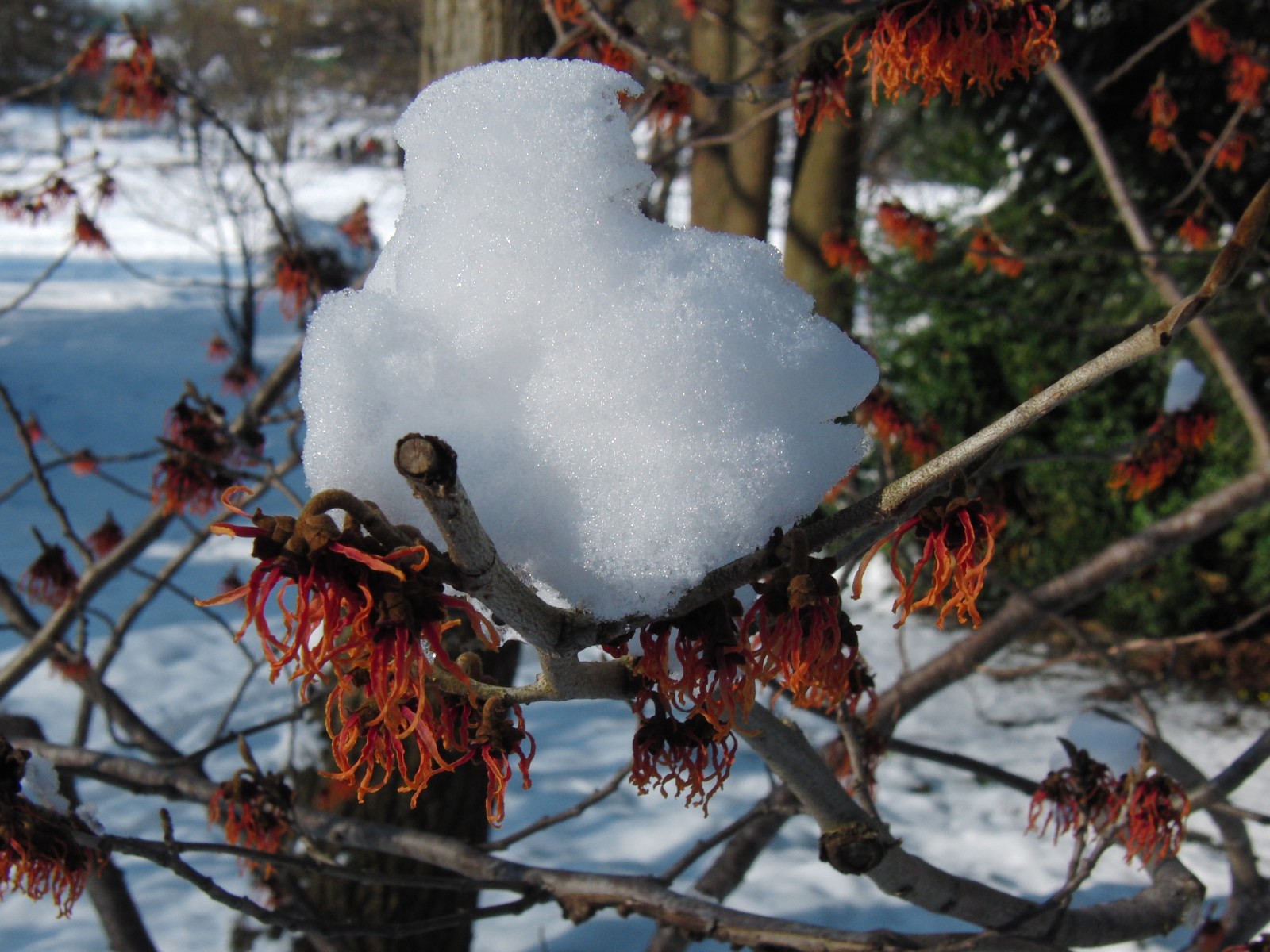 Rote Zaubernuss mit Schneehaube Rote Zaubernuss mit Schneehaube