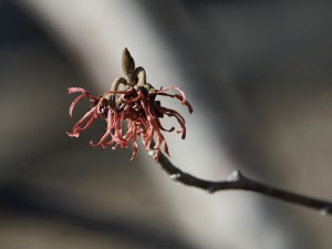 Rote Zaubernussblüten Rote Zaubernussblüten
