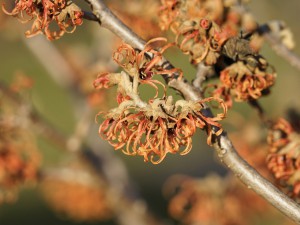 Schöne Zaubernussblüte Schöne Zaubernussblüte