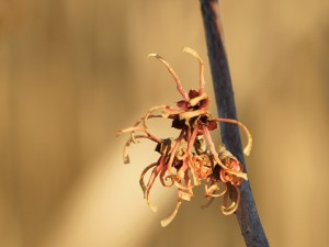Verzauberne Blüten im Januar Verzauberne Blüten im Januar