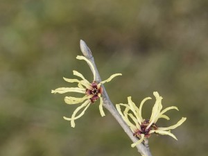 Zarte gelbe Zaubernuss Blüten Zarte gelbe Zaubernuss Blüten