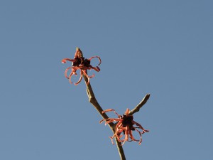 Zarte Zaubernuss Blüten vor blauen Himmel Zarte Zaubernuss Blüten vor blauen Himmel