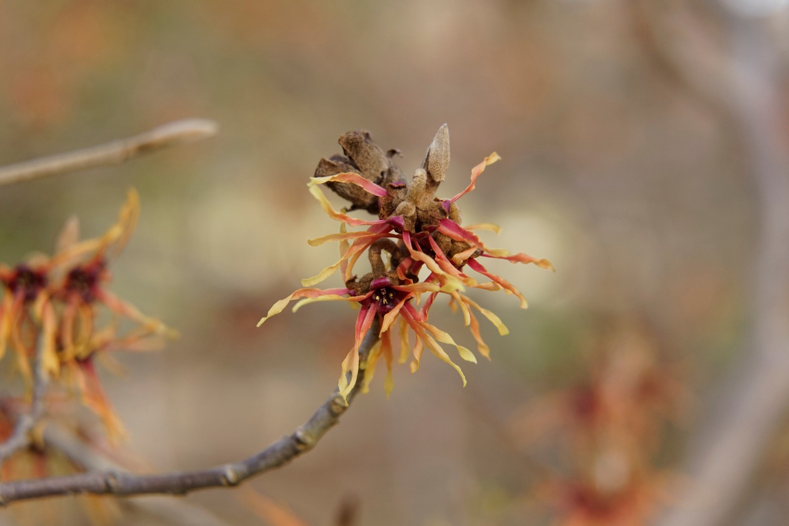 Zauberhafte Blüte im Februar
