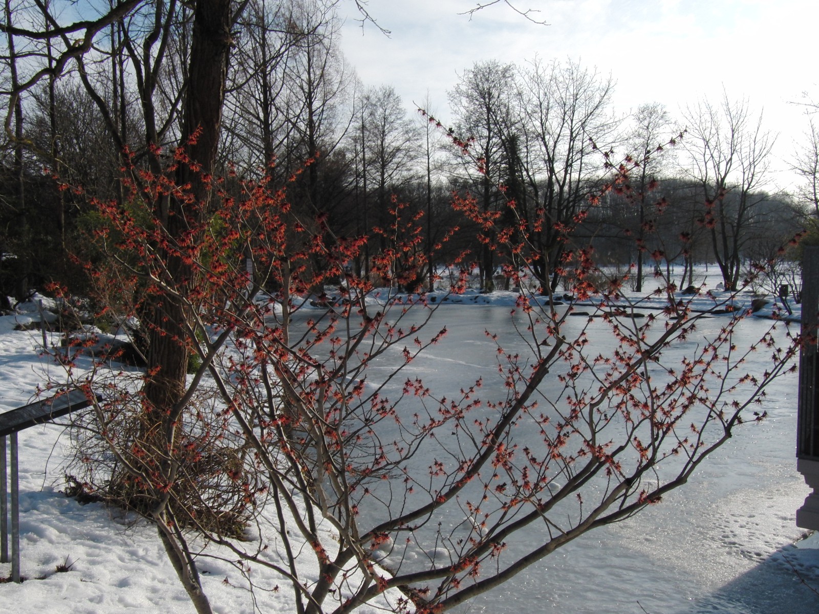 Zaubernuss-Blüte im Winter Zaubernuss-Blüte im Winter