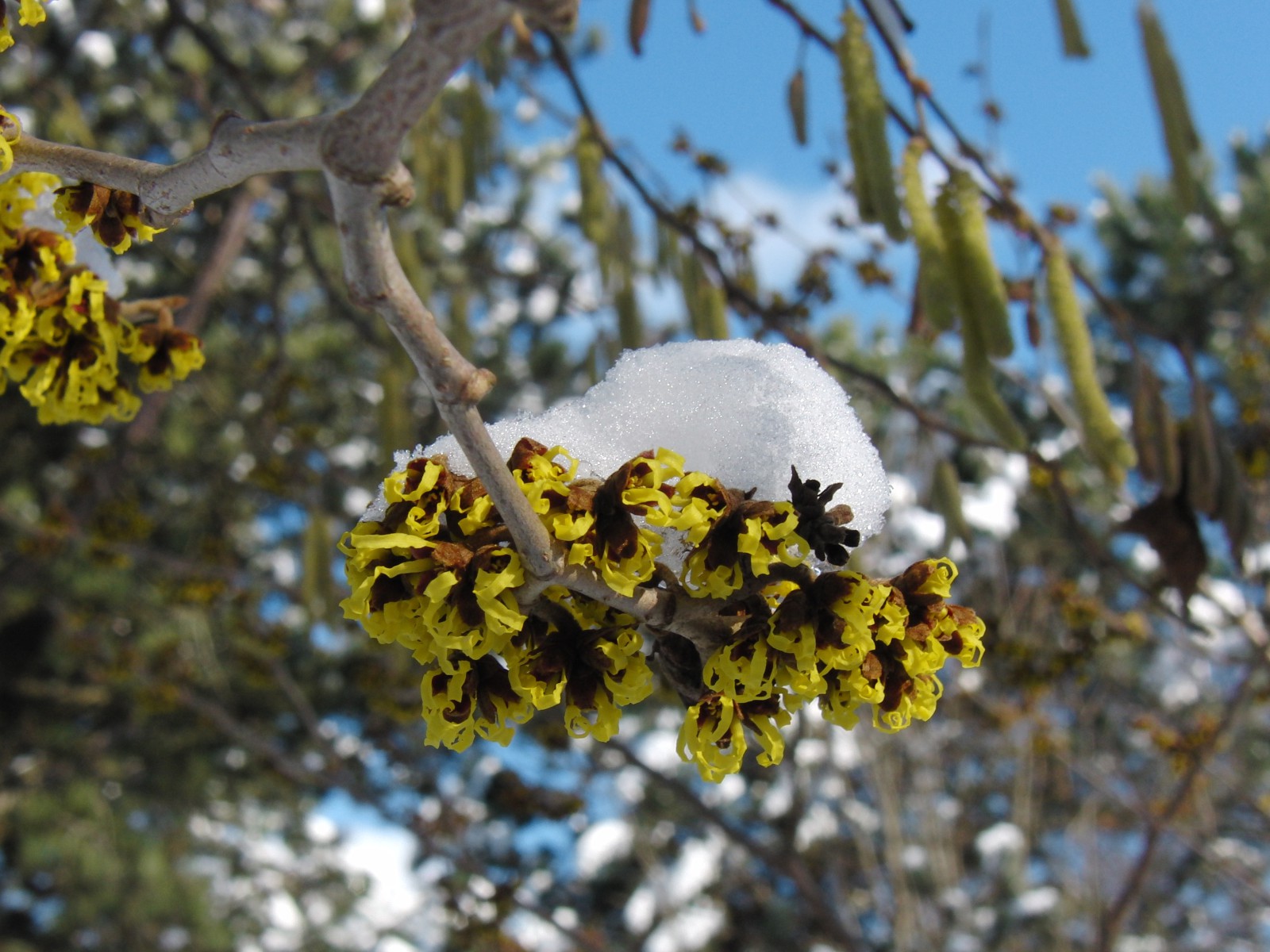 Zaubernuss mit Schneehäubchen Zaubernuss mit Schneehäubchen