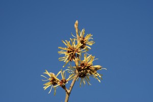 Zaubernuss vor blauen Himmel Zaubernuss vor blauen Himmel