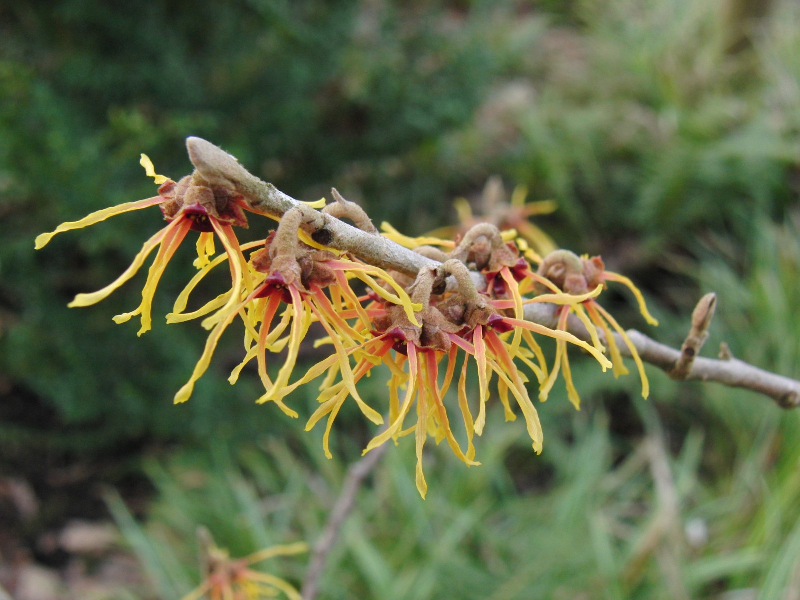 Zaubernuss-Zweig Zaubernuss-Zweig