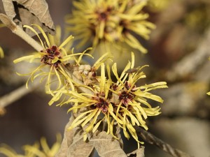 Zaubernussblüte mit Fliege Zaubernussblüte mit Fliege