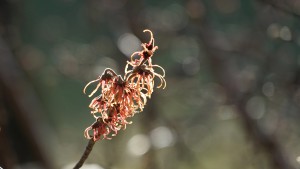 Zaubernussblüten im Gegenlicht Zaubernussblüten im Gegenlicht