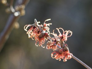Zaubernussblüten in der Januarsonne Zaubernussblüten in der Januarsonne