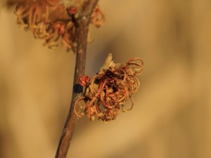 Zaubernussblüten in orange-rot Zaubernussblüten in orange-rot