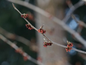 Zaubernusszweig mit ersten Blüten Zaubernusszweig mit ersten Blüten