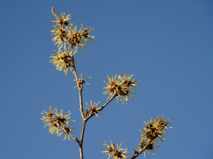 Zweig mit gelben Zaubernuss Blüten Zweig mit gelben Zaubernuss Blüten