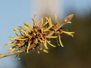 Zweigspitze gelbe Zaubernuss Zweigspitze gelbe Zaubernuss
