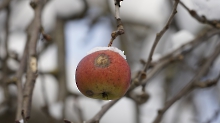 Dezember-Apfel