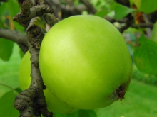 Grüner Apfel