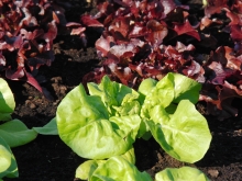 Junge Salatköpfe im Beet