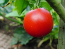 Rote Tomate noch an der Pflanze