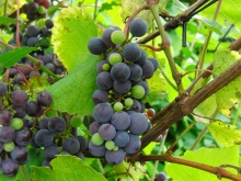 Blaue Weintrauben am Rebstock 2