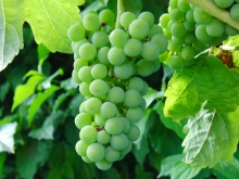 Grüne Weintrauben am Stock