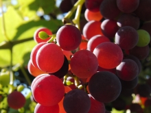 Rote Weintrauben von Sonnelicht betrahlt